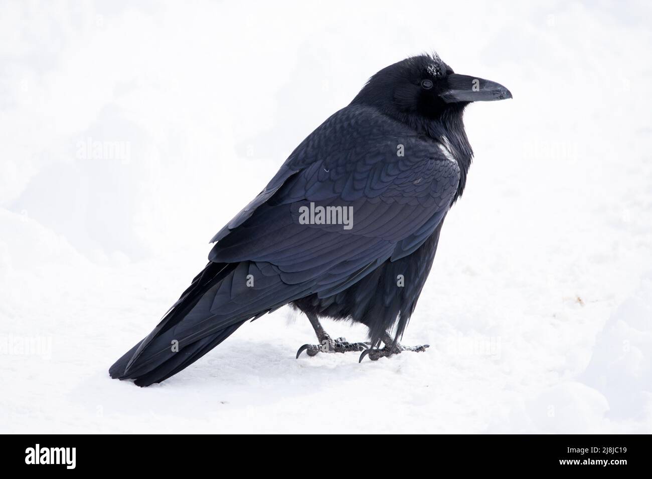 A Common Raven,in Banff National Park, Alberta, Canada Stock Photo