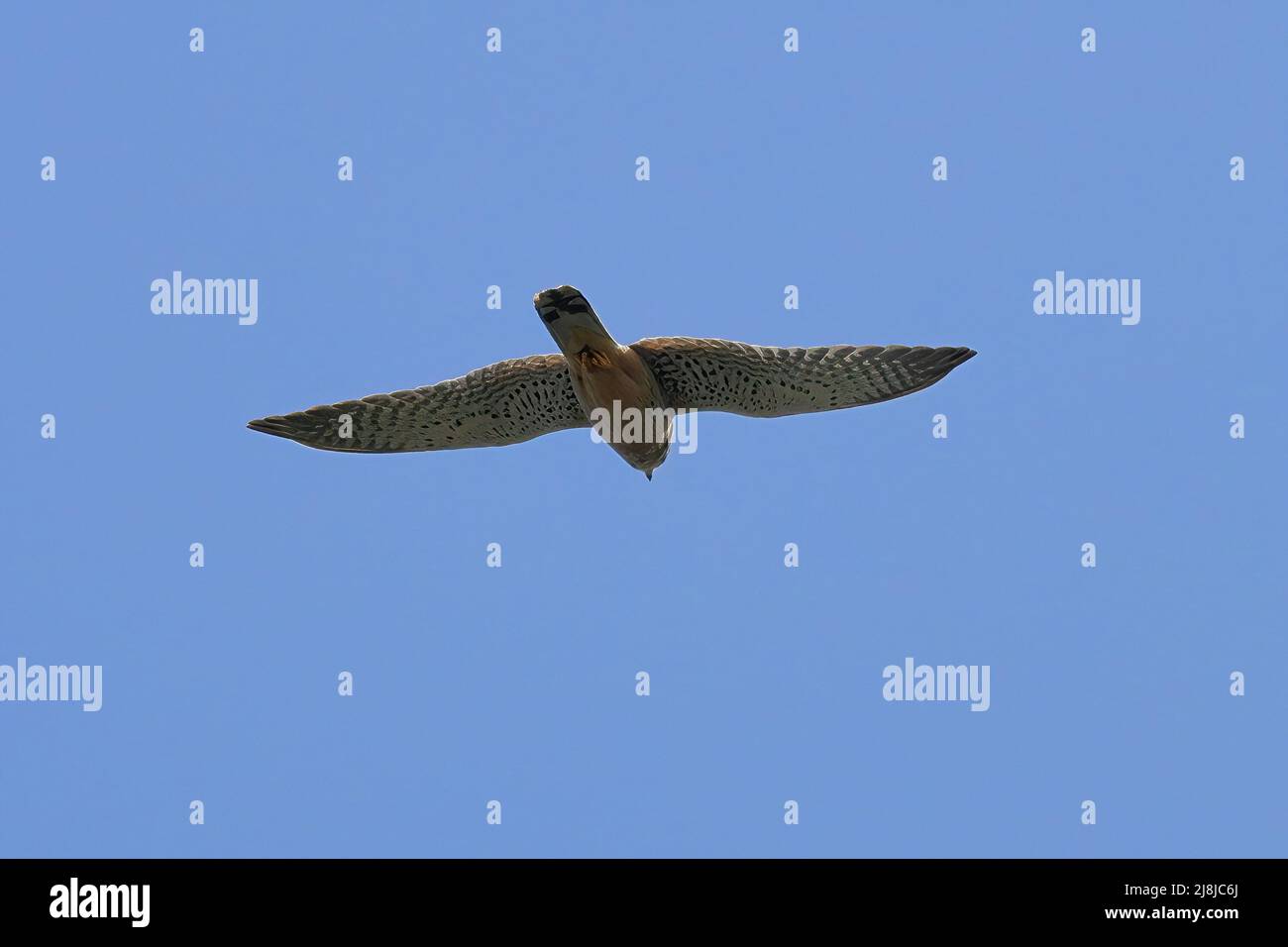falcon in flight against clear sky Stock Photo