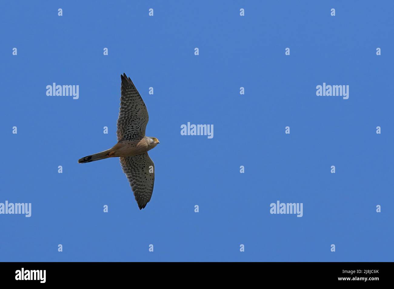 falcon in flight against clear sky Stock Photo