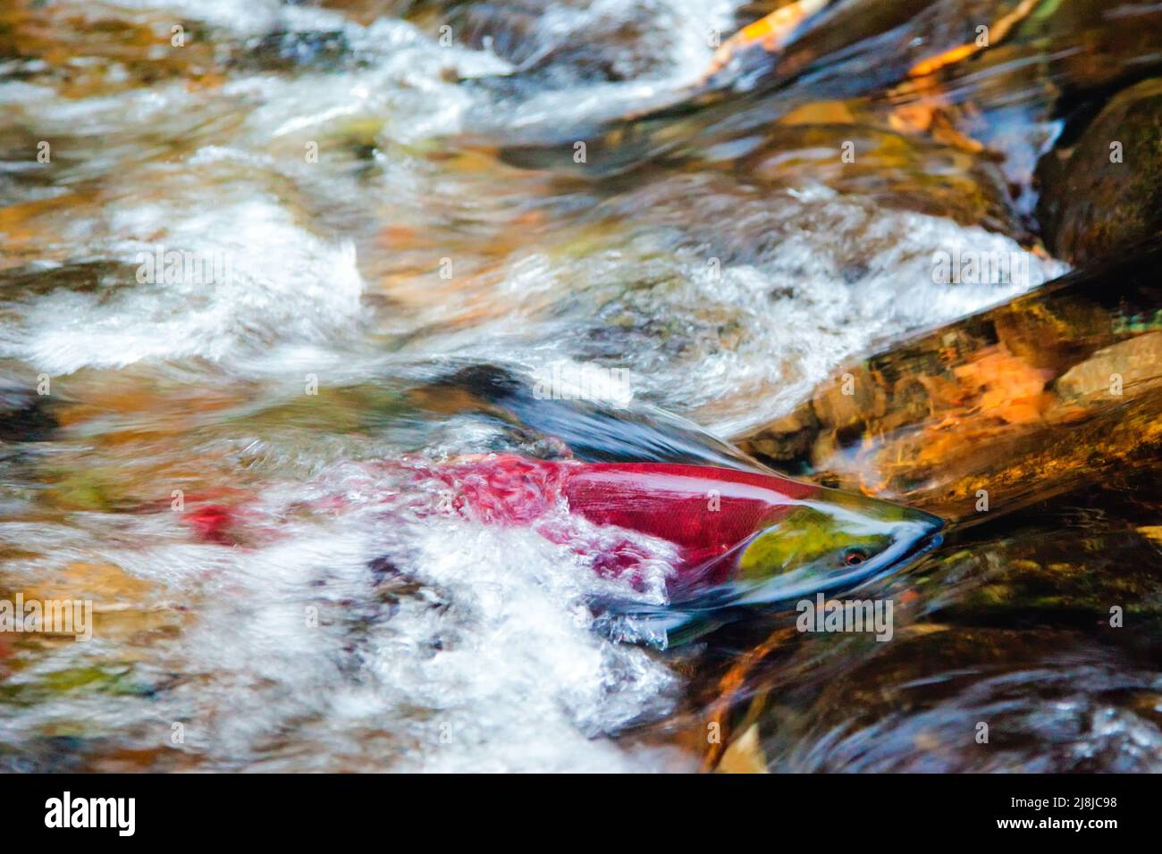 Spawing Sockeye Salmon fighting against the current, British Columbia, Canada Stock Photo