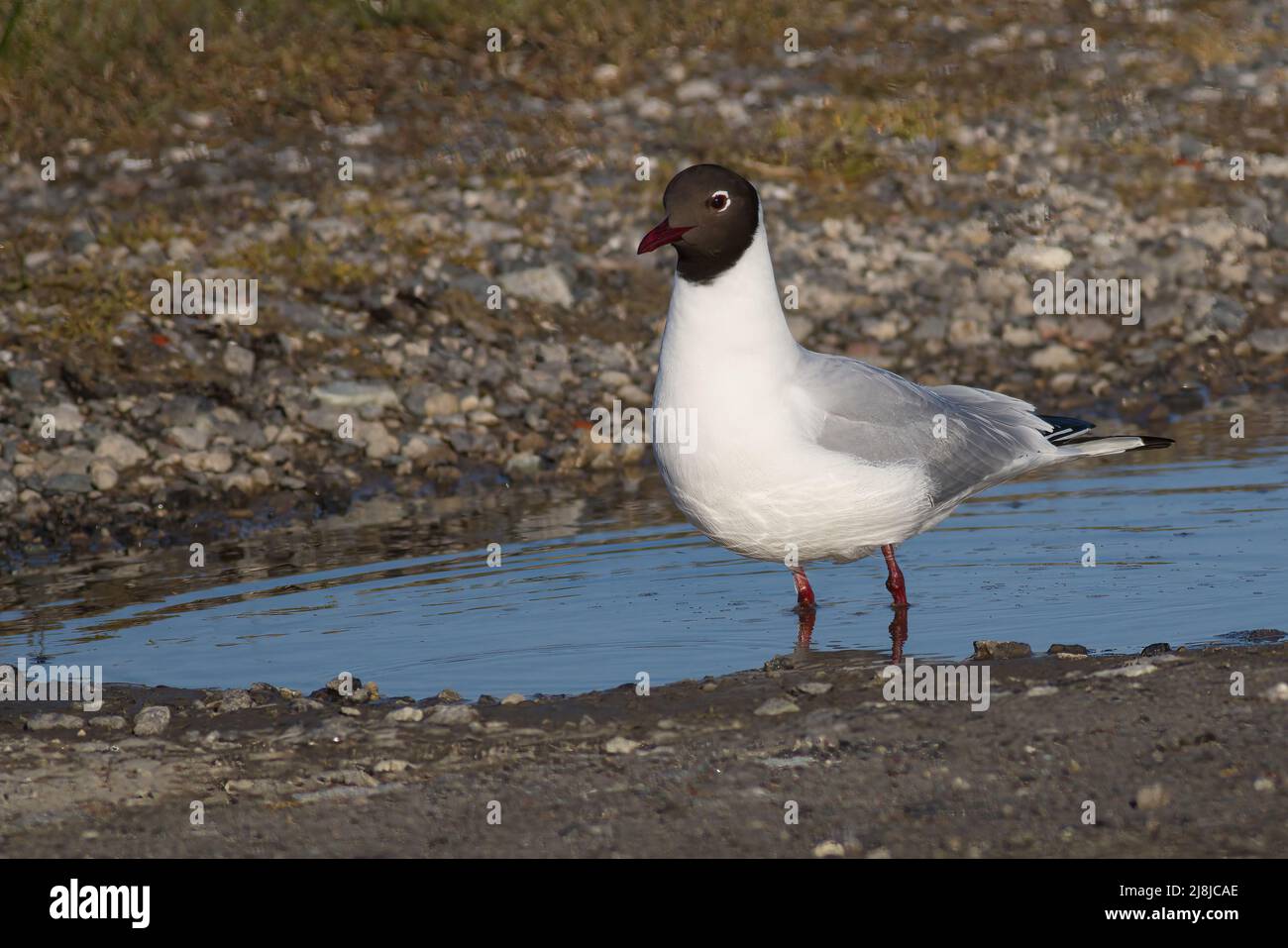 black headed gull perching in a puddle Stock Photo