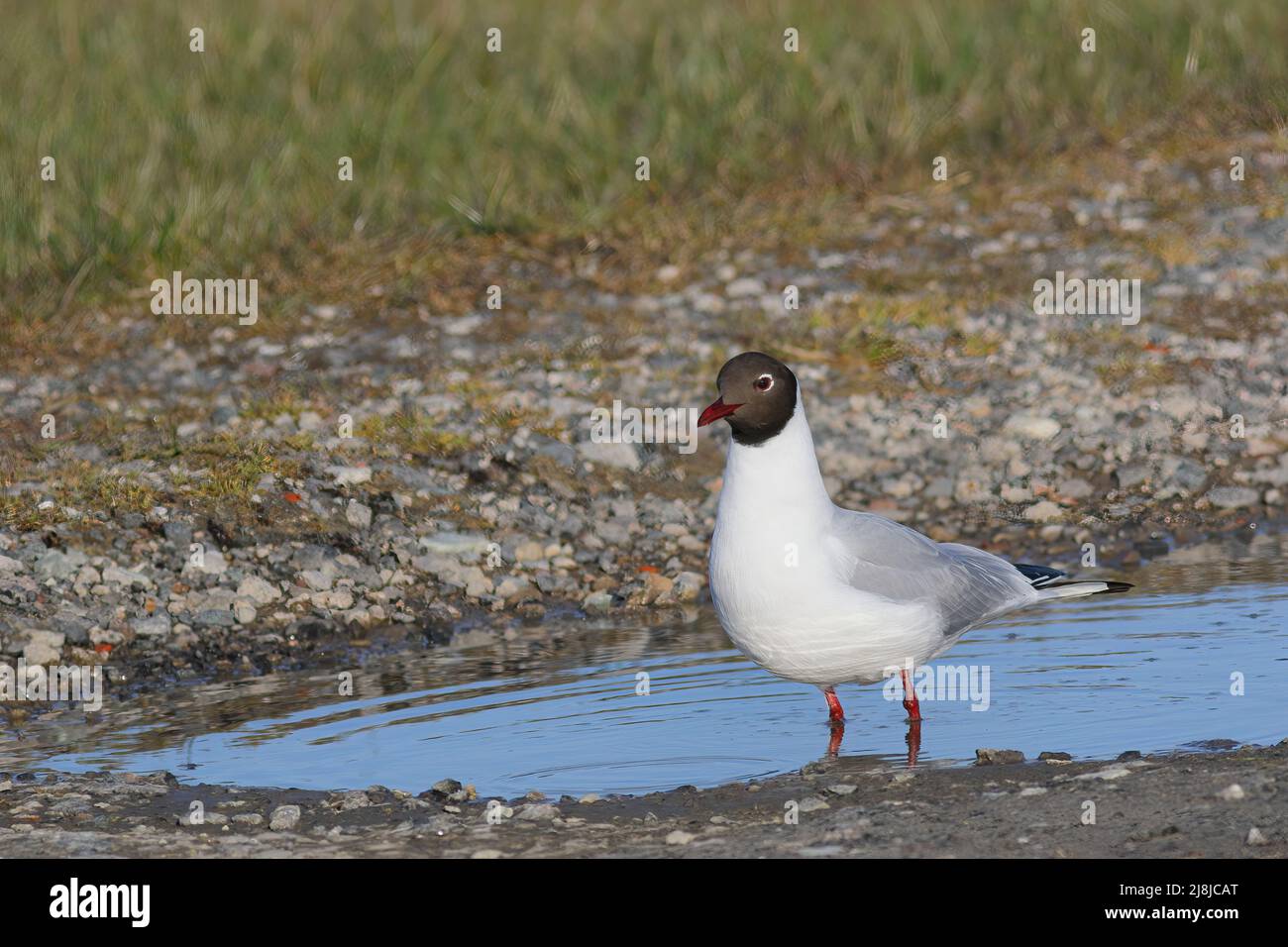 black headed gull perching in a puddle Stock Photo