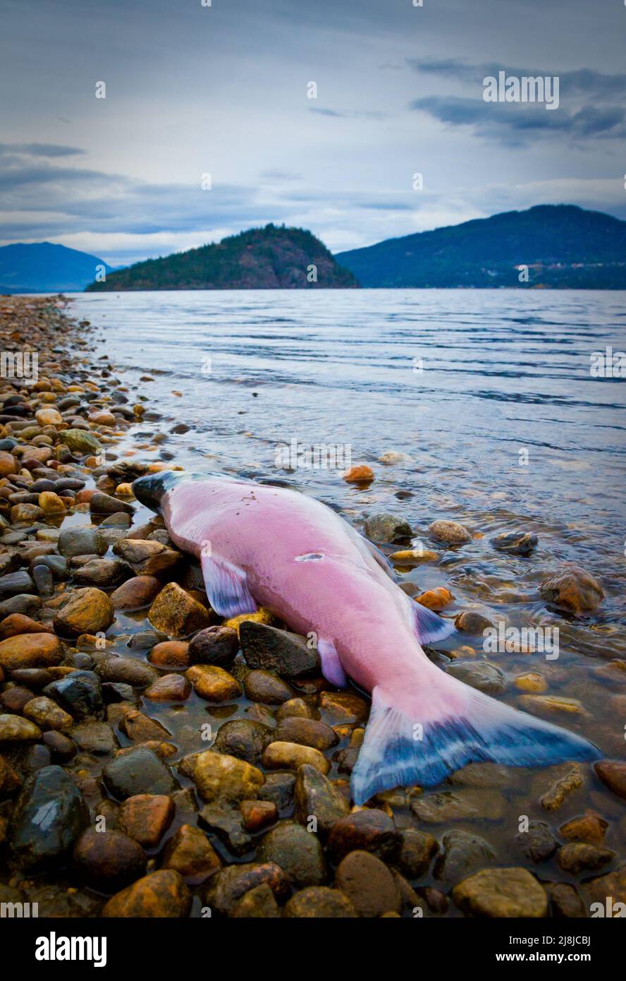 Dead spawning sockeye salmon on the shore of Shushwap Lake, British Columbia, Canada Stock Photo