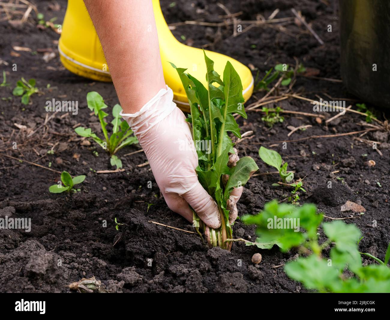 Pull weeds hi-res stock photography and images - Alamy, image size:1300x1065