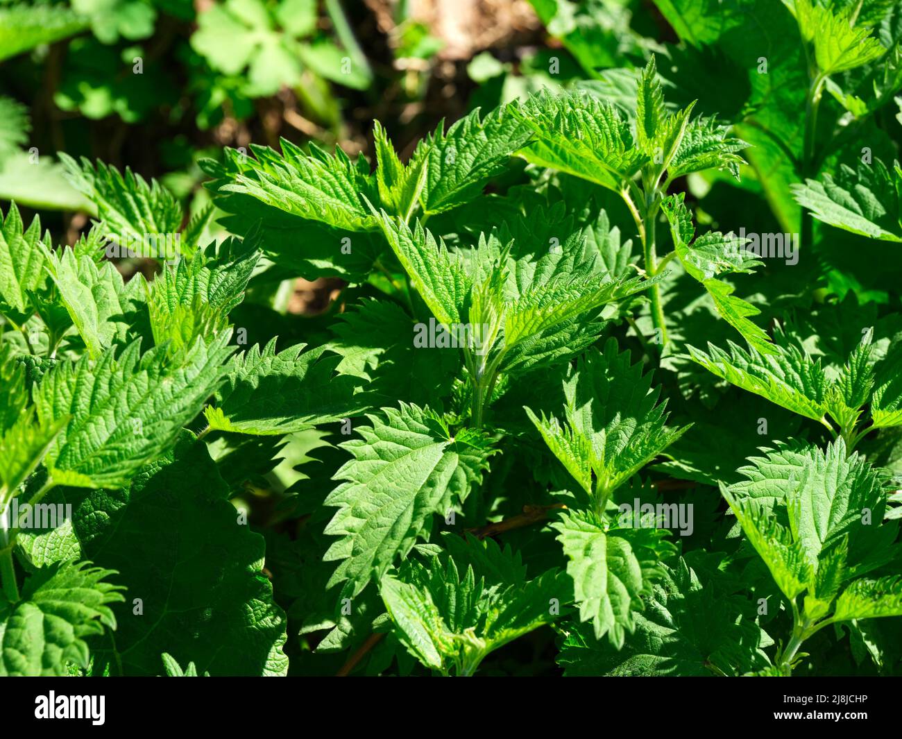 Fresh stinging nettle plants growing outdoors.