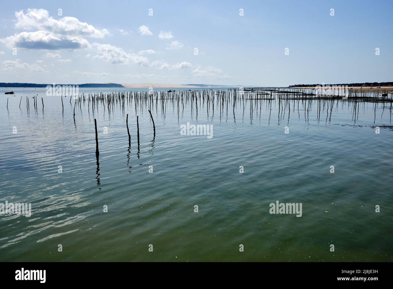 Oyster shell stick, column in the sea, for raising oysters. Cap-Ferret, Arcachon. Stock Photo