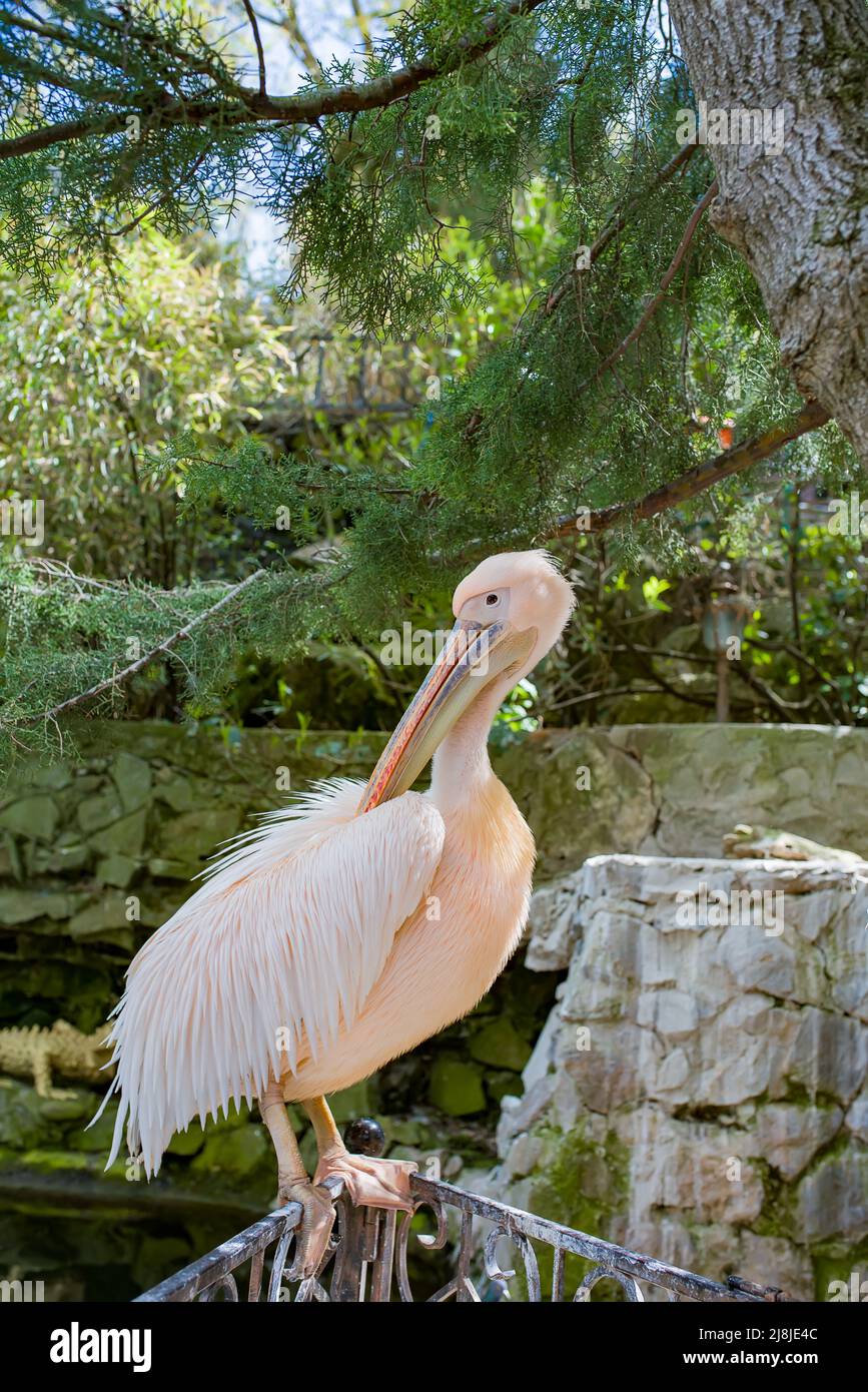 The pink pelican , lat. Pelecanus onocrotalus, is a large waterfowl of the pelican genus of the pelican family of the pelican-like order. Stock Photo