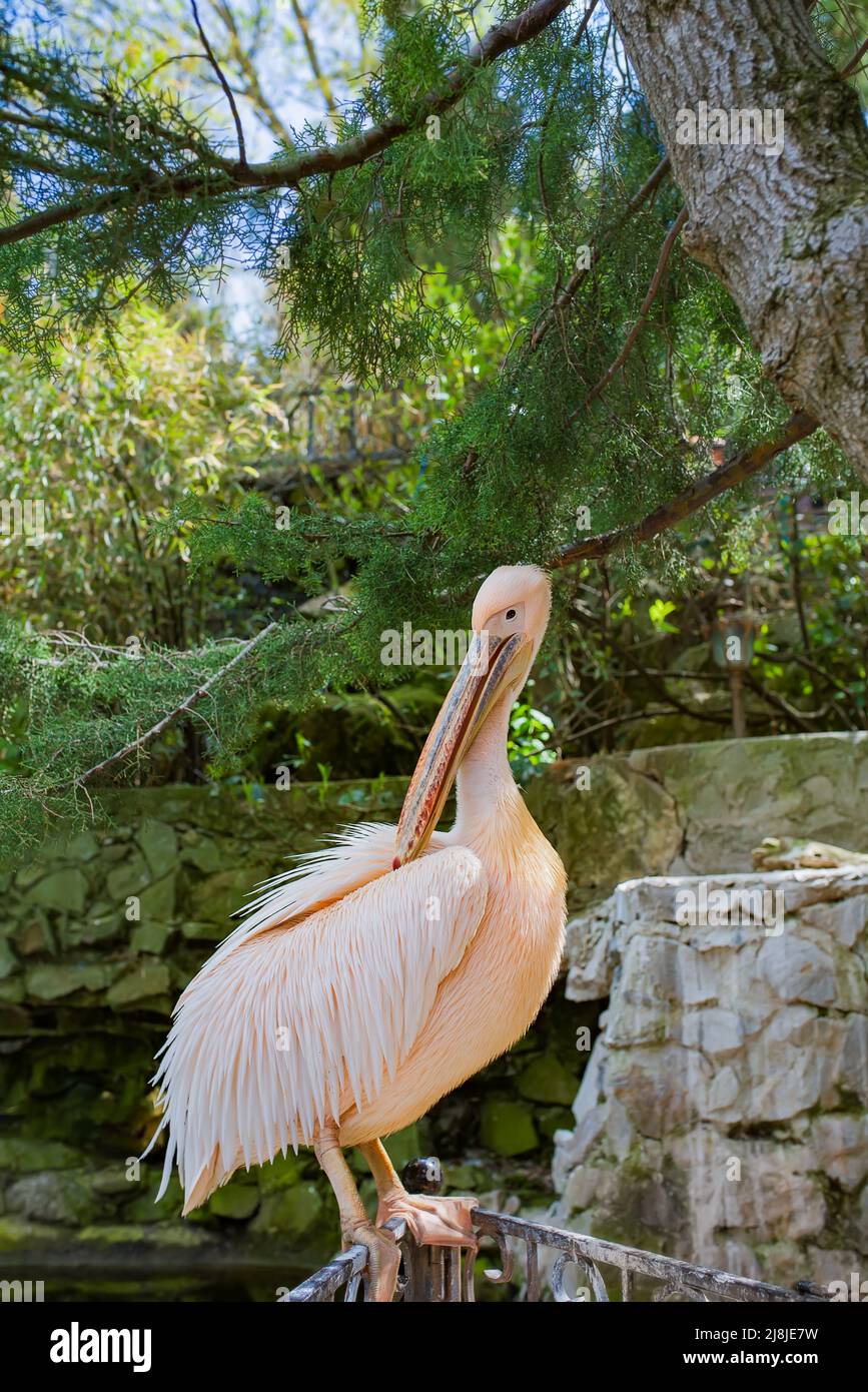 The pink pelican , lat. Pelecanus onocrotalus, is a large waterfowl of the pelican genus of the pelican family of the pelican-like order. Stock Photo