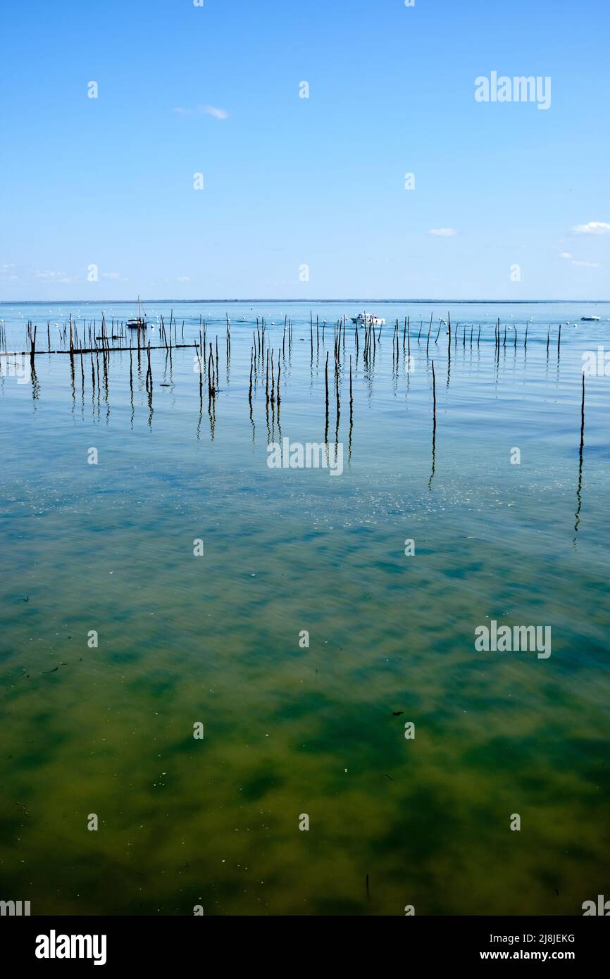Oyster shell stick, column in the sea, for raising oysters. Cap-Ferret ...
