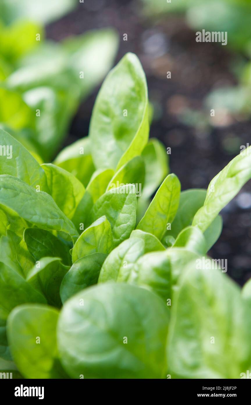 Spring Spinach Spinach leaves growing hi-res stock photography and images - Alamy