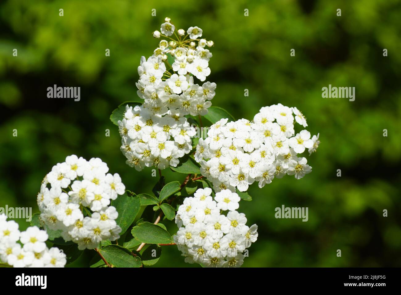 Close up white flowering Spiraea nipponica snowmound. Rose family (Rosaceae) in spring. Dutch garden, May, Netherlands. Stock Photo