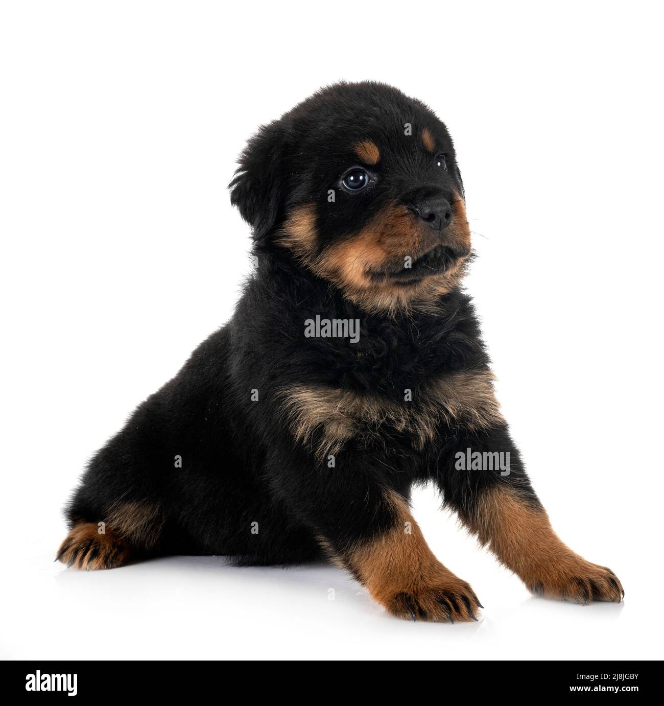 Purebred Rottweiler puppy purebred rottweiler in front of white background Stock Photo - Alamy