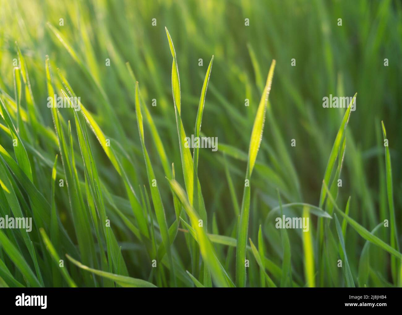 fresh green grass in the sun 2 Stock Photo - Alamy