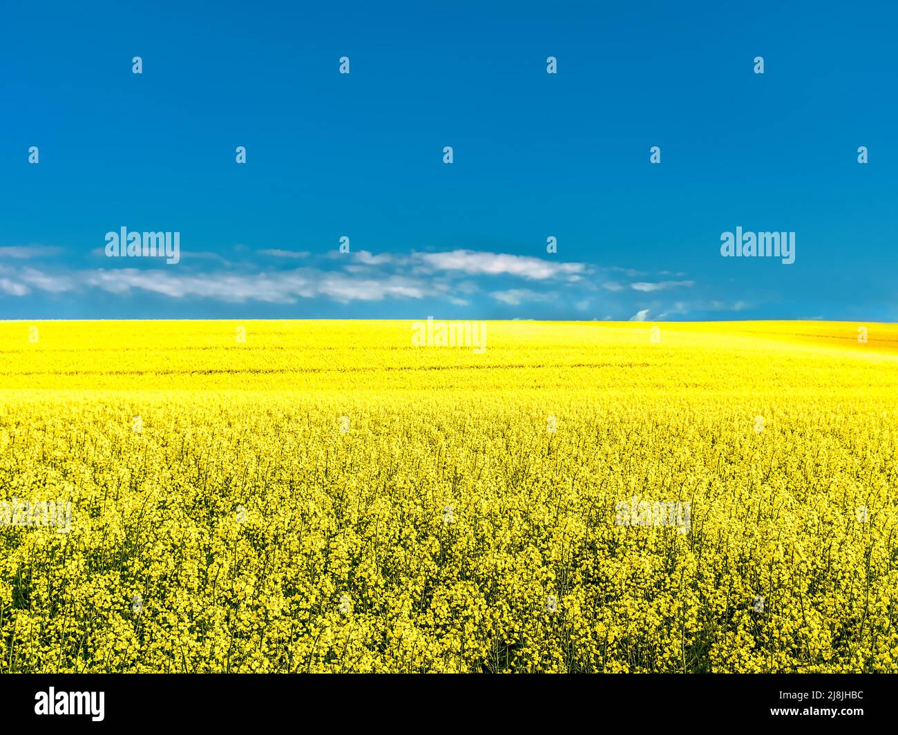 Beautiful cultivated field with yellow rapeseed flowers in blossom on a sunny day Stock Photo