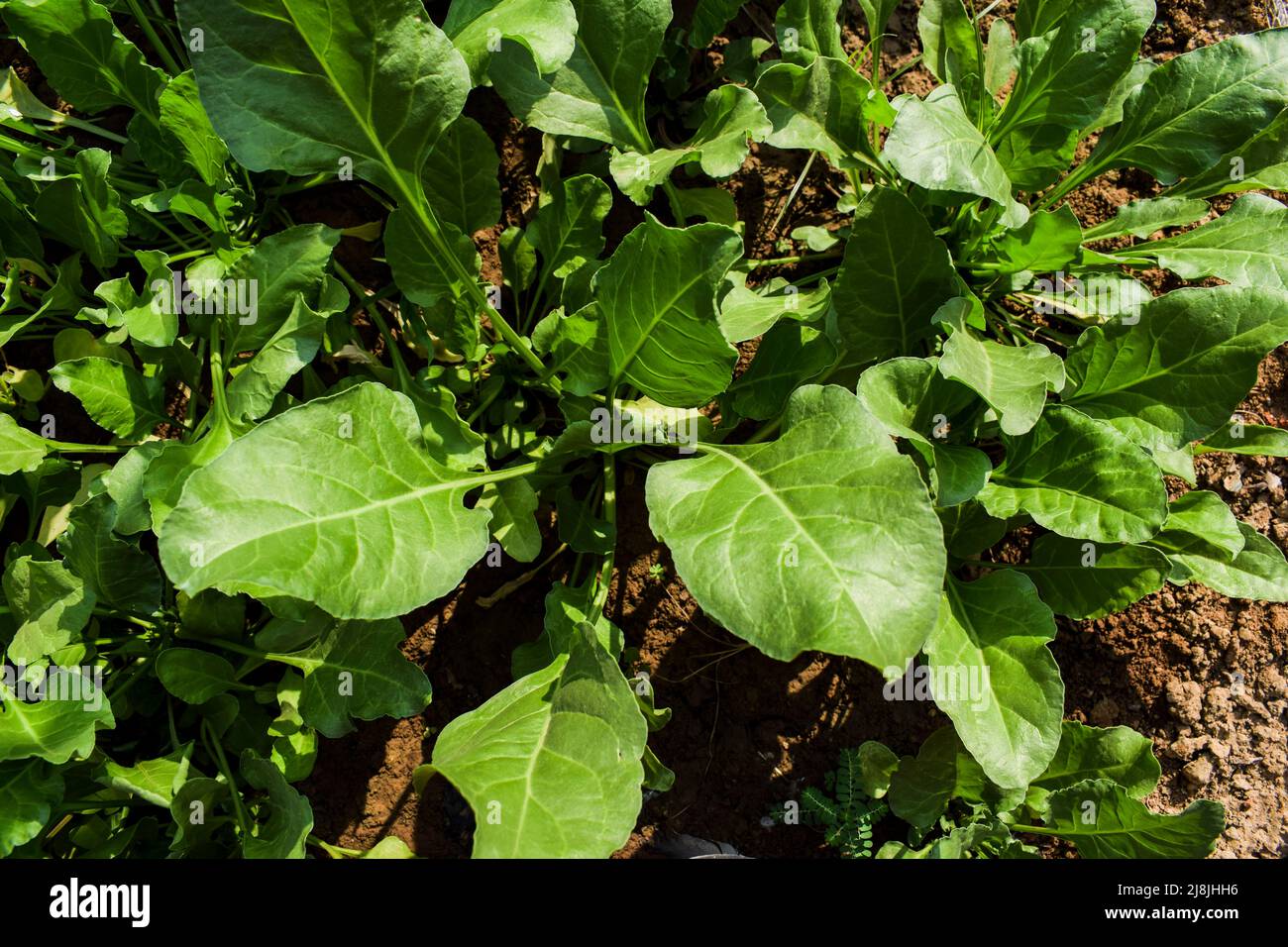 Fresh growing green leafy vegetable Spinach or Palak leaves farming