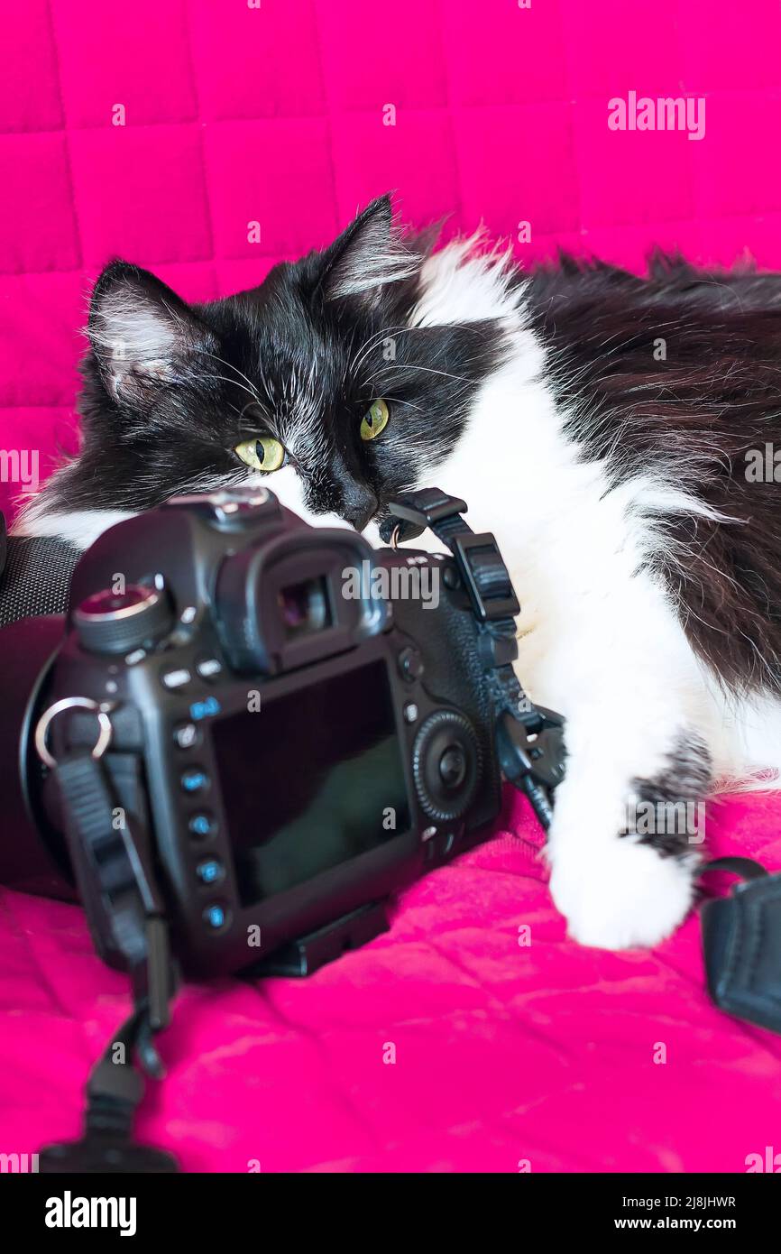 Black and white cat lying on the photo camera Stock Photo - Alamy