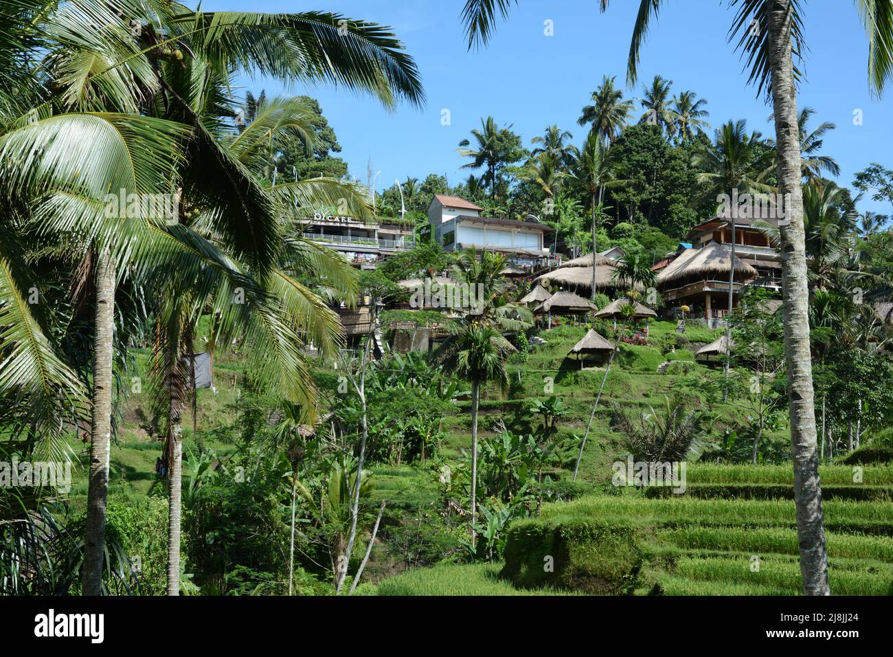 Rice framing system hires stock photography and images Alamy