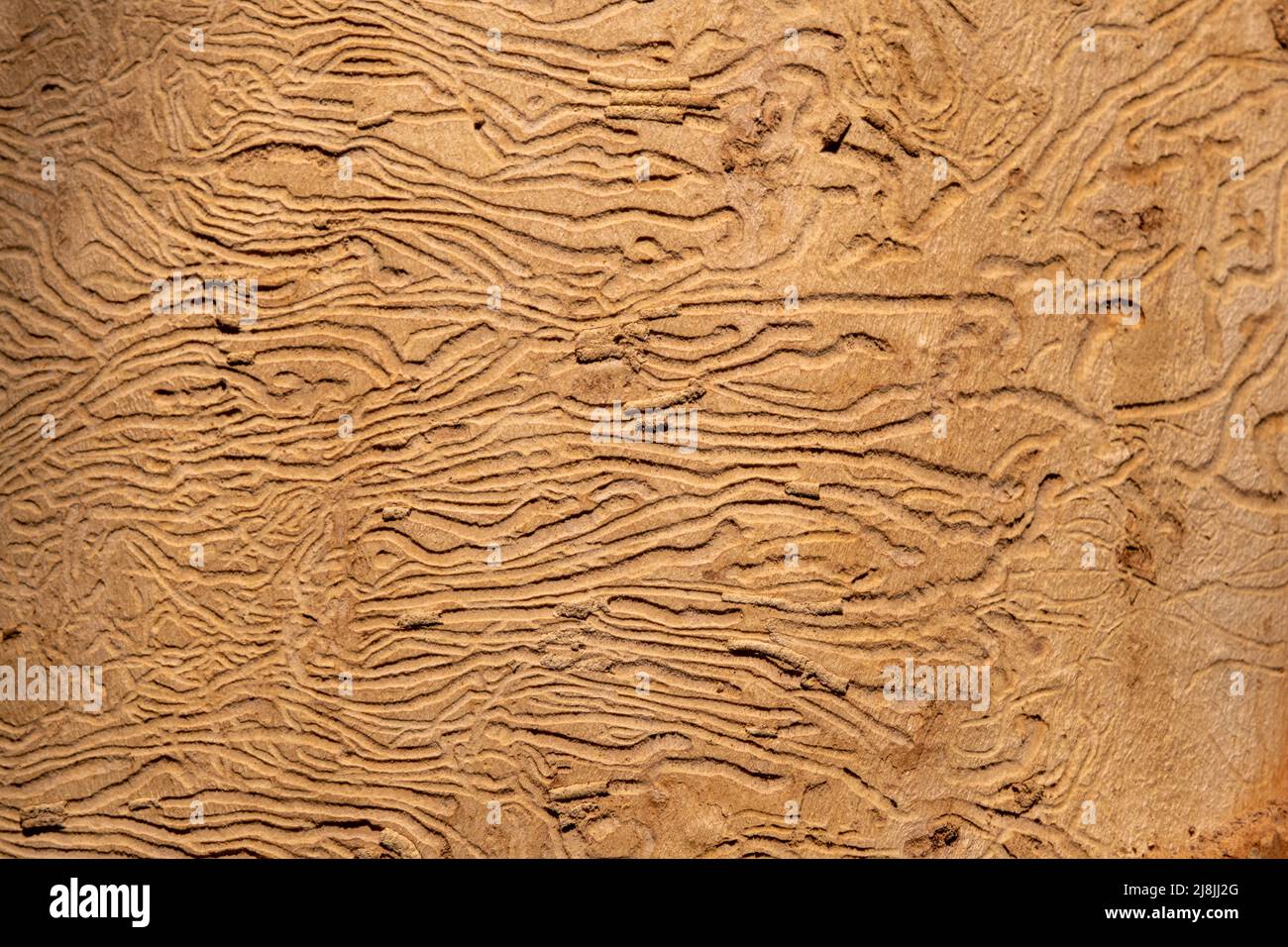 wood affected with woodworm. damaged tree trunk texture with natural mottled labyrinth. closeup view Stock Photo