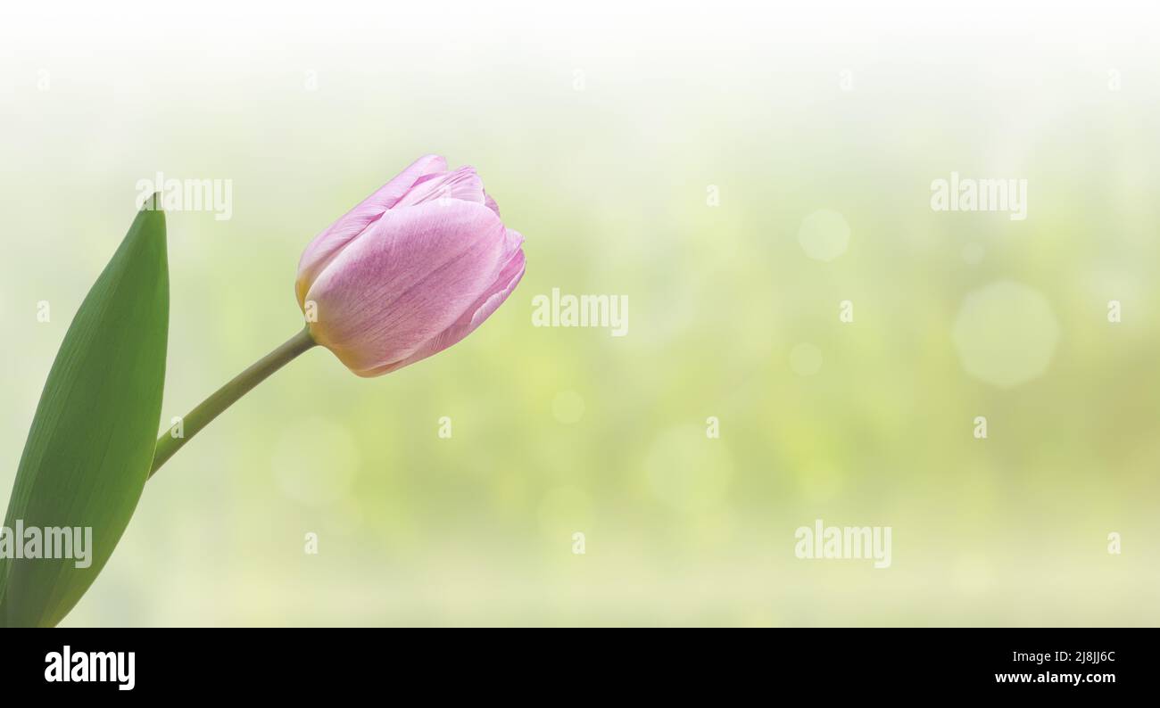 tulip on a colored blurred background close up Stock Photo