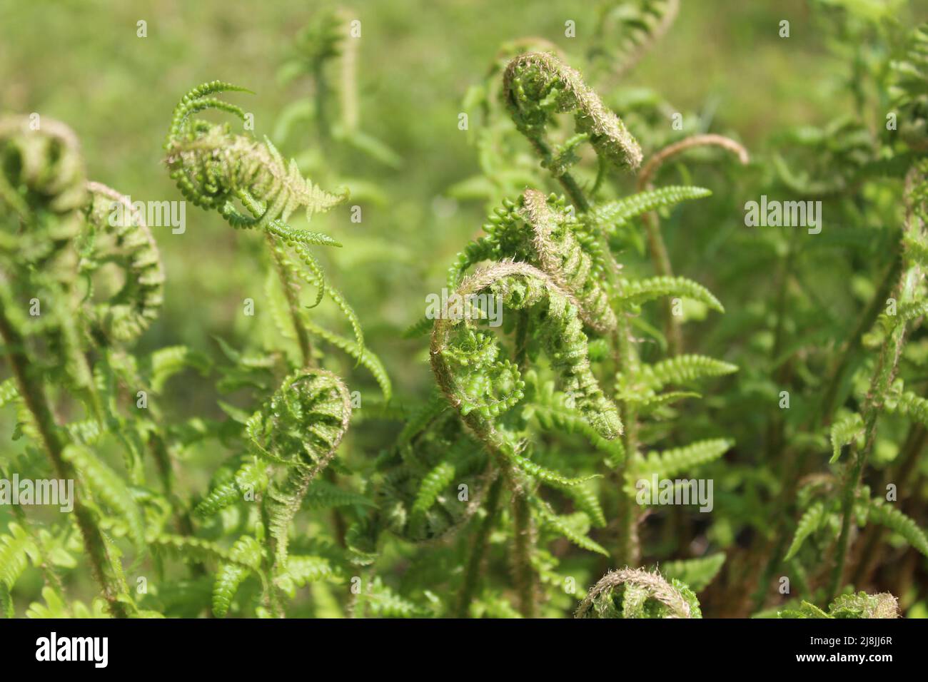 flowering fern in the garden Stock Photo Alamy