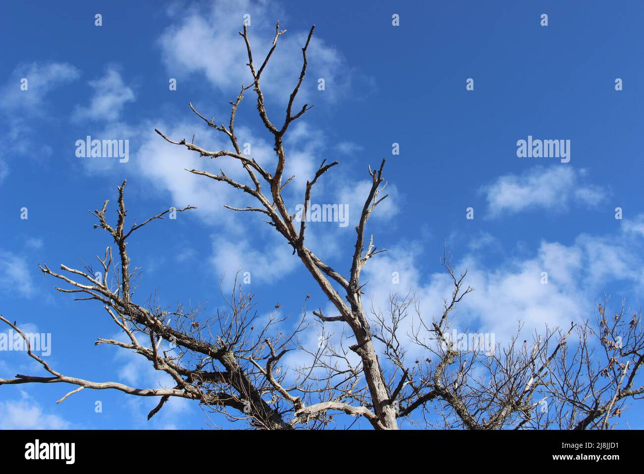 Trees of Salamancasa mountains (Spain) Stock Photo