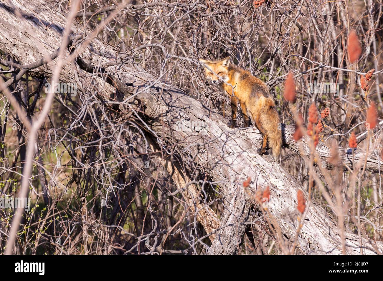 Red Fox climbing tree Stock Photo Alamy
