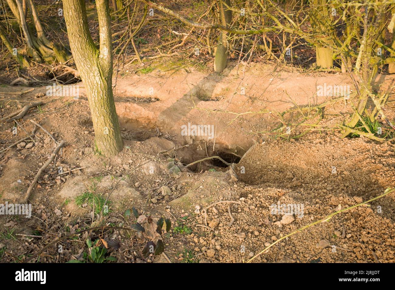 Badger sett damage, soil erosion from holes at a den in woodland in Buckinghamshire, UK Stock Photo