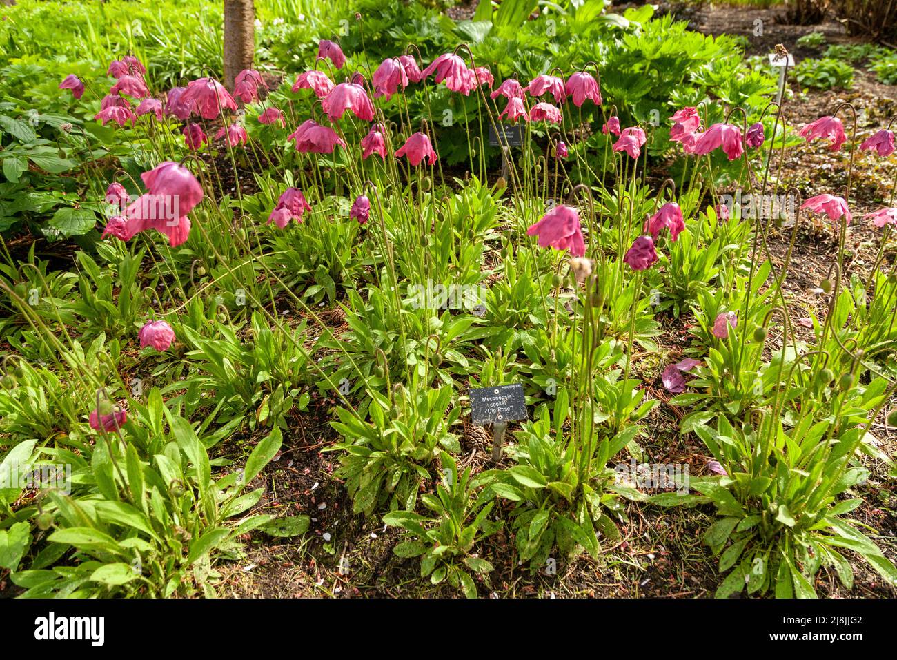 Meconopsis x cookei 'Old Rose' a dusky pink poppy Stock Photo Alamy