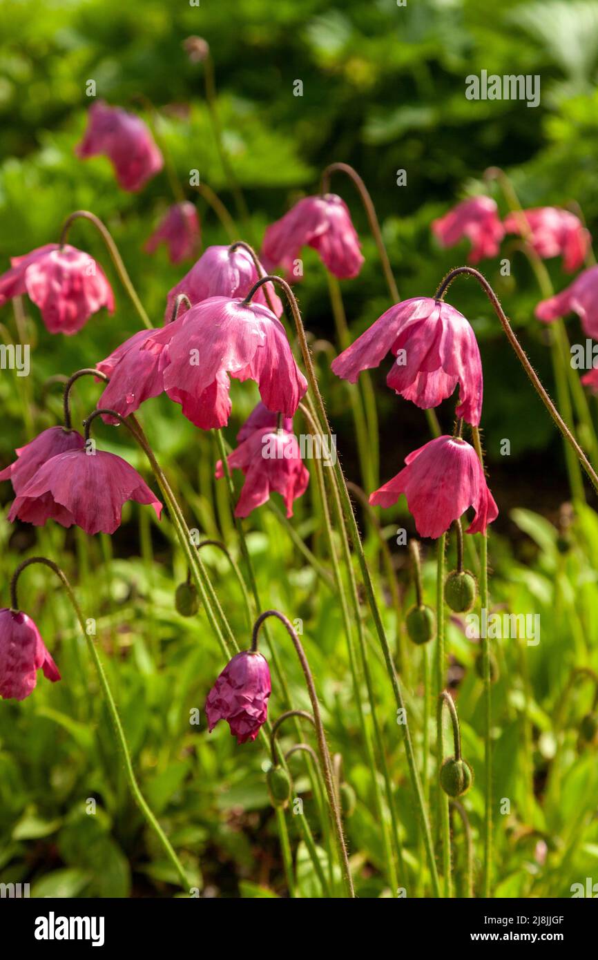 Meconopsis x cookei 'Old Rose' a dusky pink poppy Stock Photo Alamy