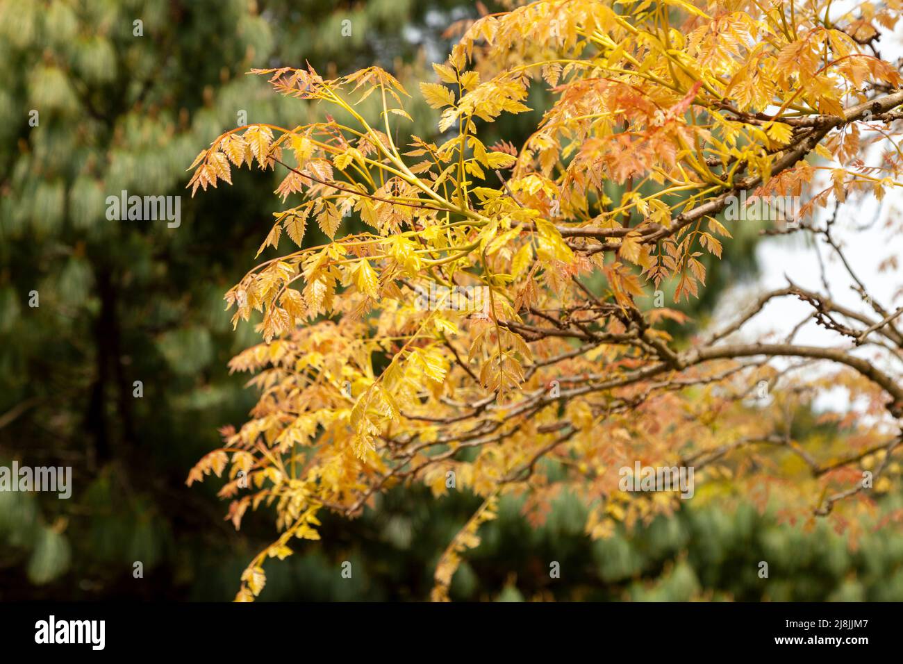 koelreuteria paniculata tree in Edinburgh botanic gardens Stock Photo