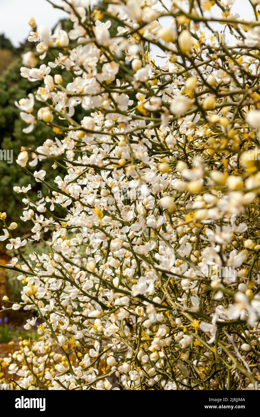 trifoliate orange, Citrus trifoliata or Poncirus trifoliata Stock Photo