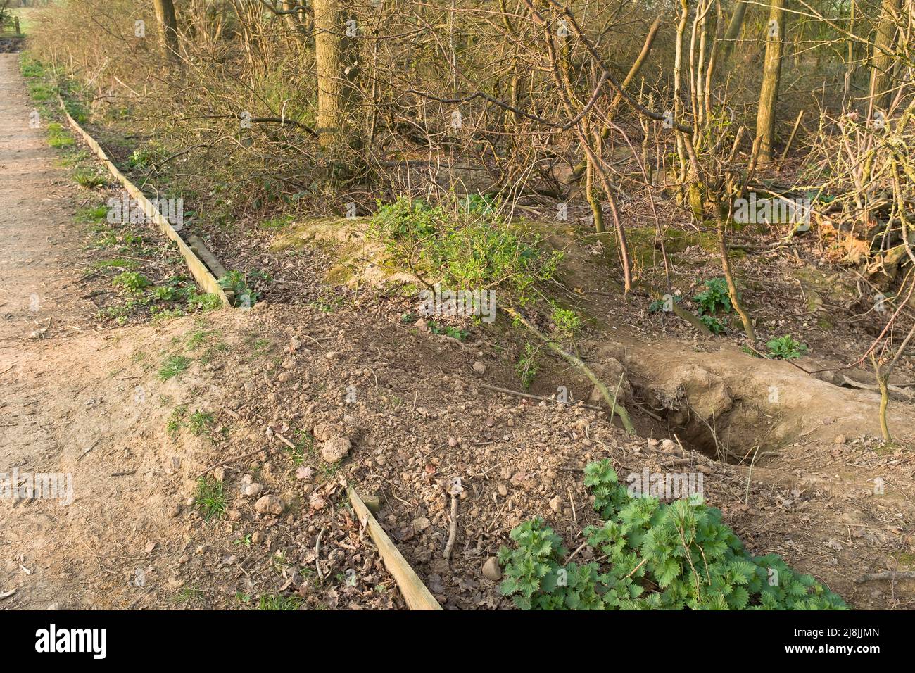 Badger sett damage, soil erosion and heap from a burrow or hole on the edge of a footpath in Buckinghamshire, UK Stock Photo