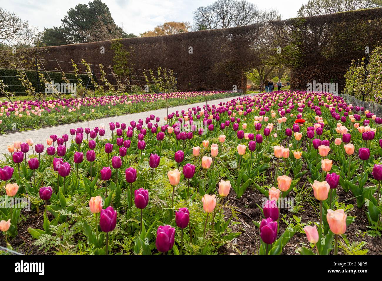 purple prince and apricot beauty tulips at the Edinburgh Botanic Gardens. Stock Photo