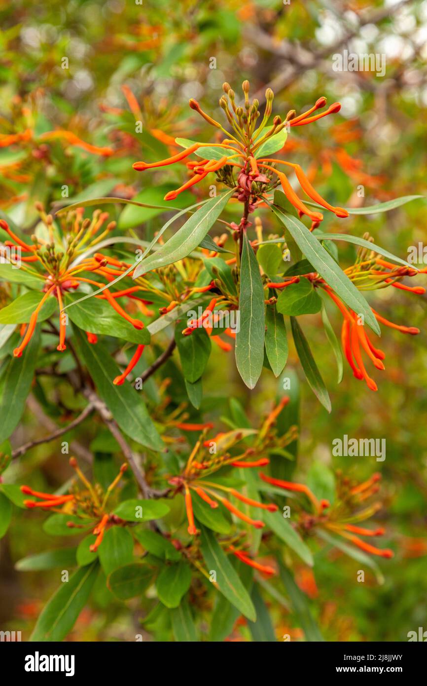 Chilean fire bush, Embothrium coccineum, is a half hardy shrub, bearing gorgeous, spidery bright orange-red flowers in late-spring and early summer Stock Photo