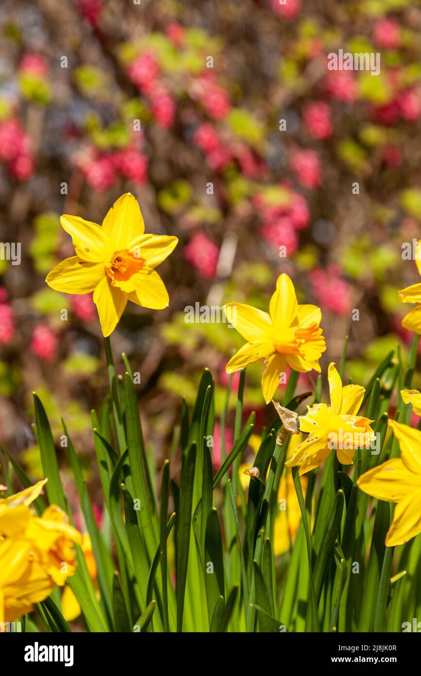 Yellow daffodils with orange centres flowering in April in Scotland
