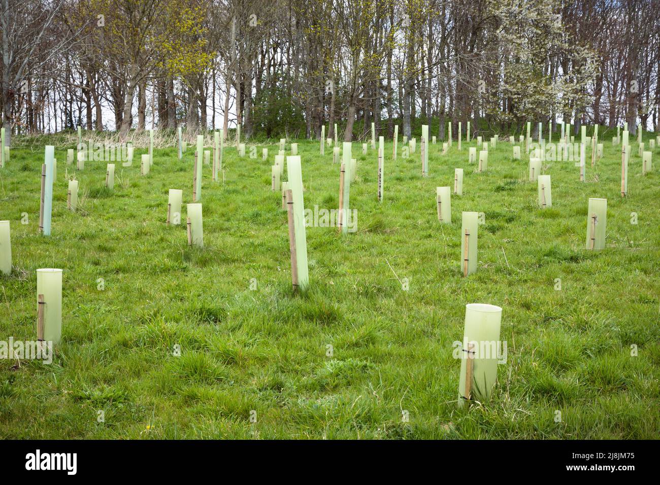 Planting trees, tree saplings with guards growing in a field in Buckinghamshire, UK Stock Photo