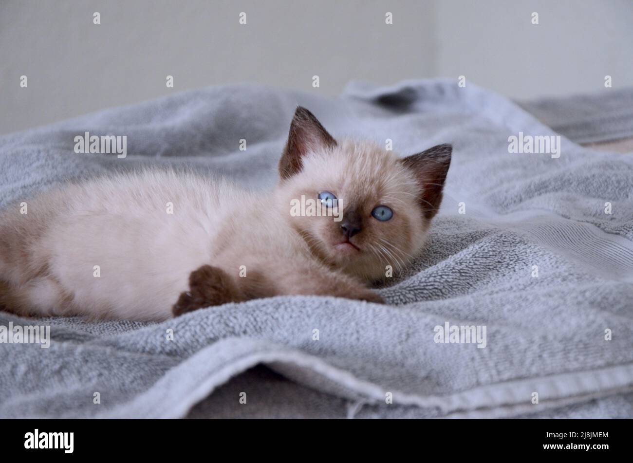 Siamese Kitten, Indoors, Soft Light, Blue Eyes, Hemingway Paws Stock Photo