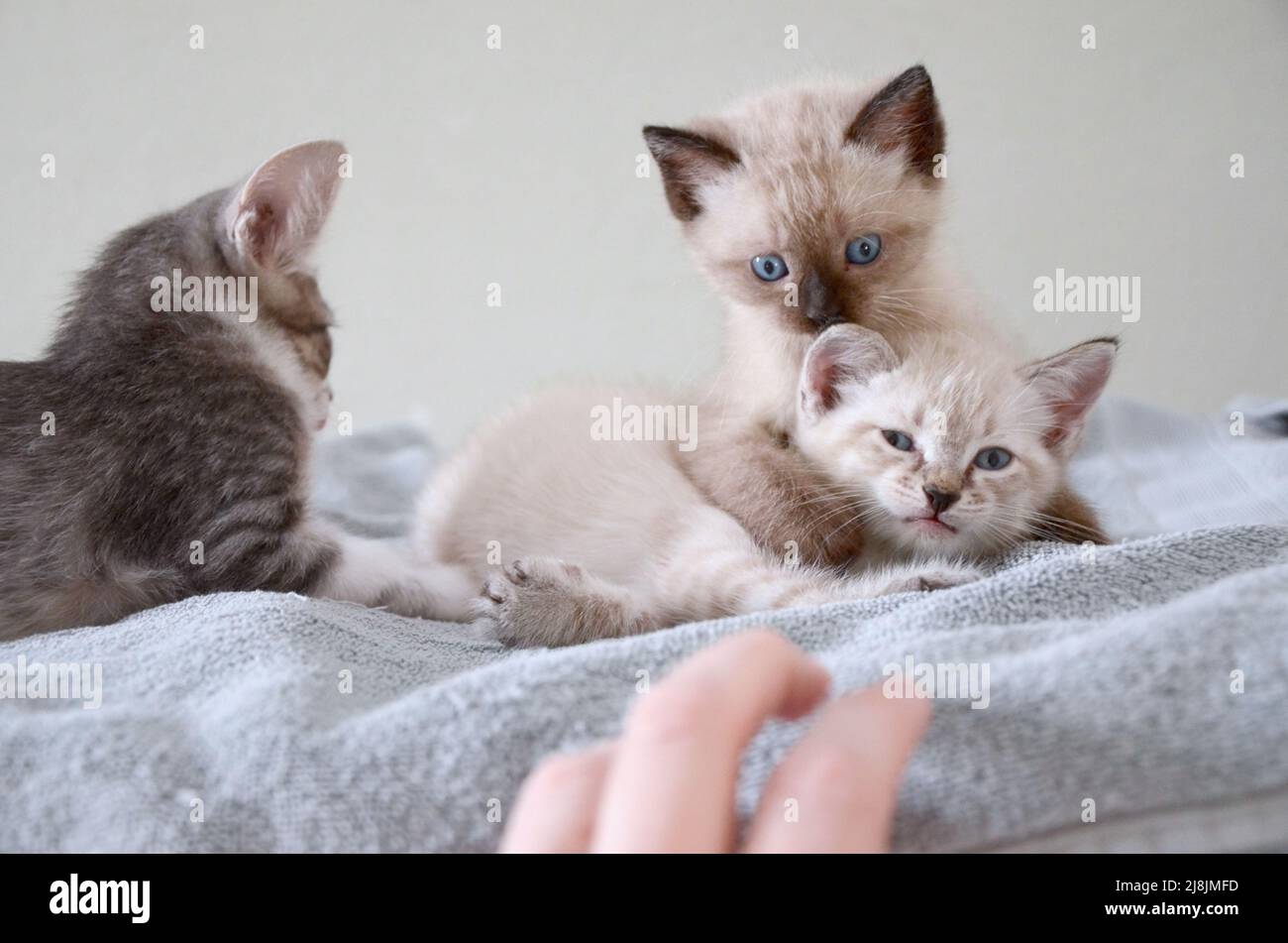 Siamese Kitten, Indoors, Soft Light, Blue Eyes, Hemingway Paws Stock Photo