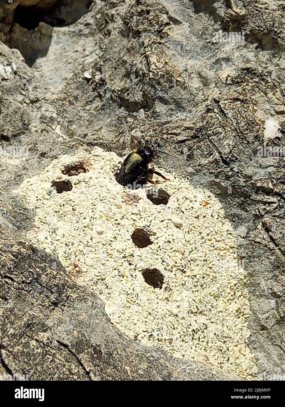 Large Carpenter Bees (Genus Xylocopa) making a nest in the ground. Stock Photo