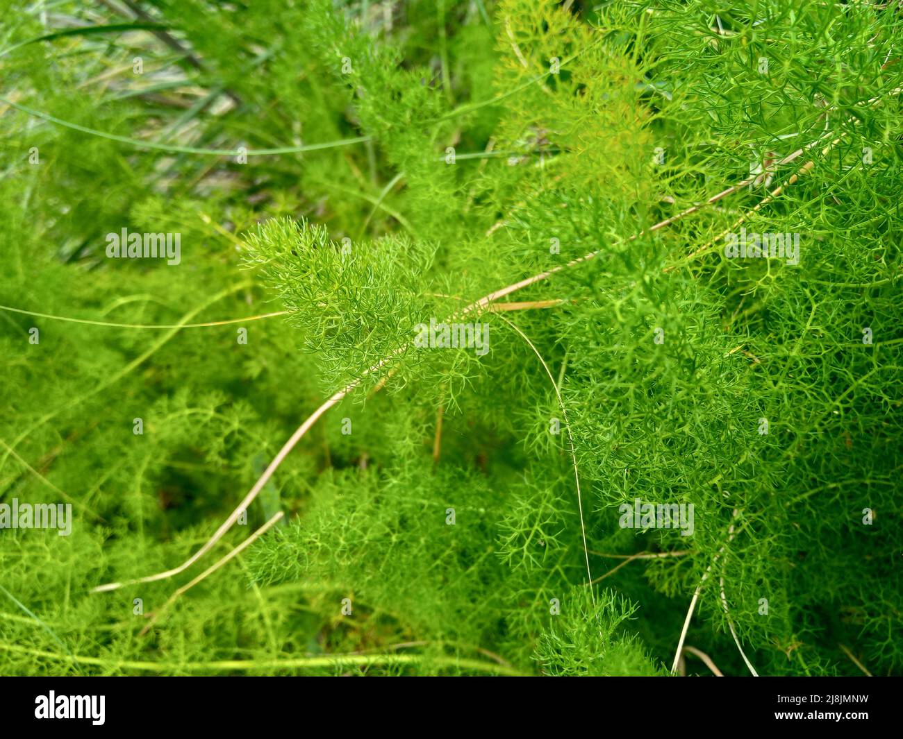 Green plant Elaeoselinum asclepium a member of Carrot Family Family Apiaceae Stock Photo