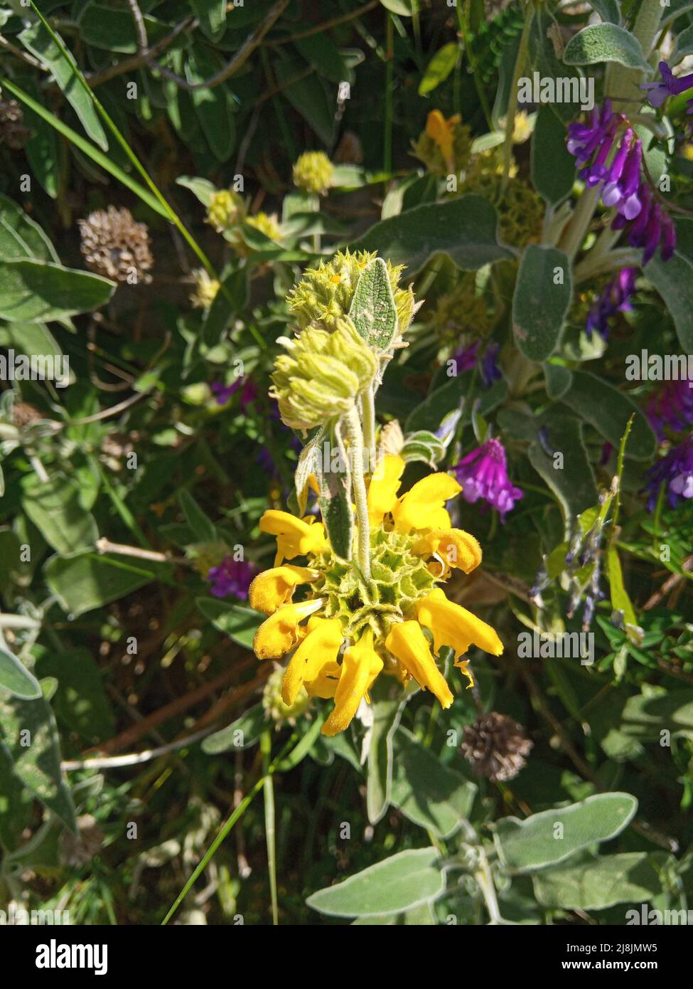 Yellow wild flower of Jerusalem Sage Stock Photo Alamy