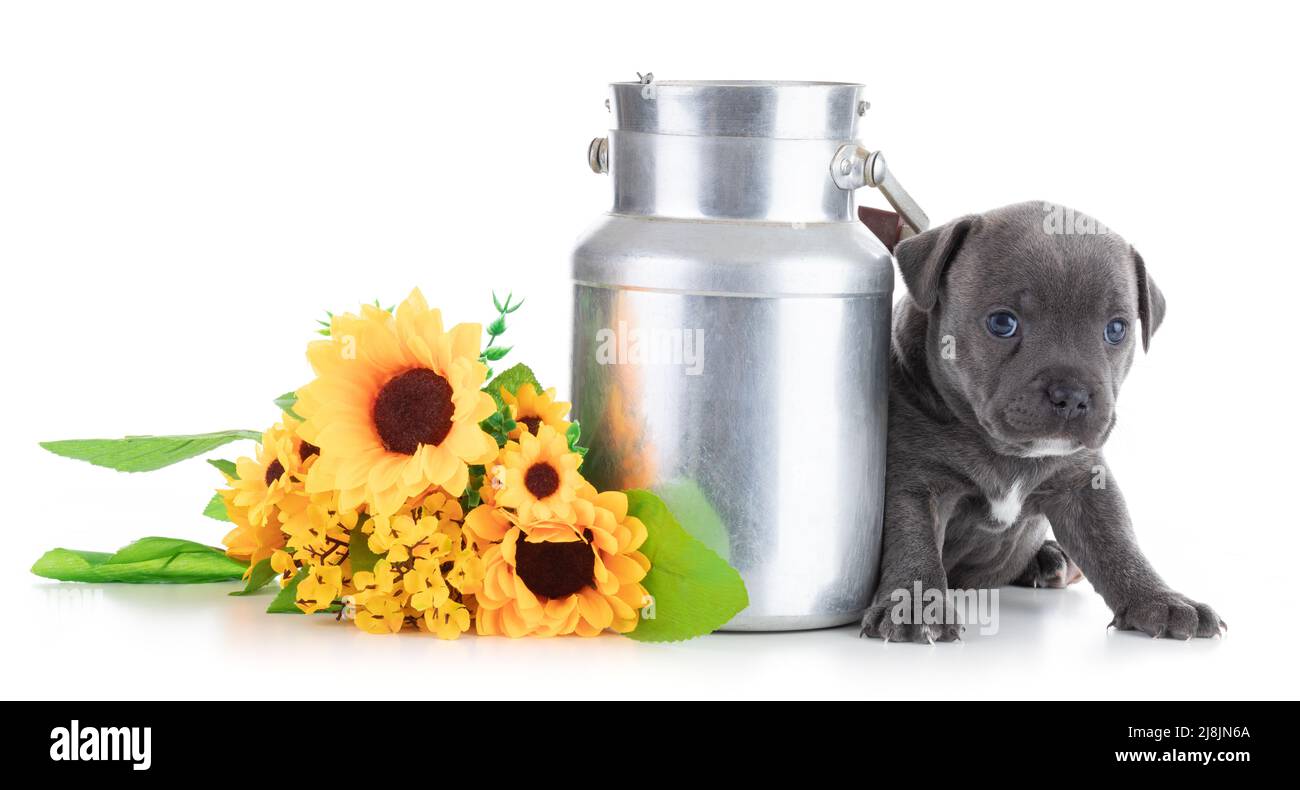 puppy Staffordshire Bull Terrier with a milk jug on white background Stock Photo