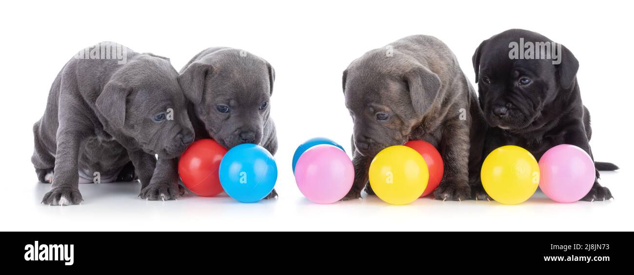 puppys Staffordshire Bull Terrier with coloured balls on white background Stock Photo