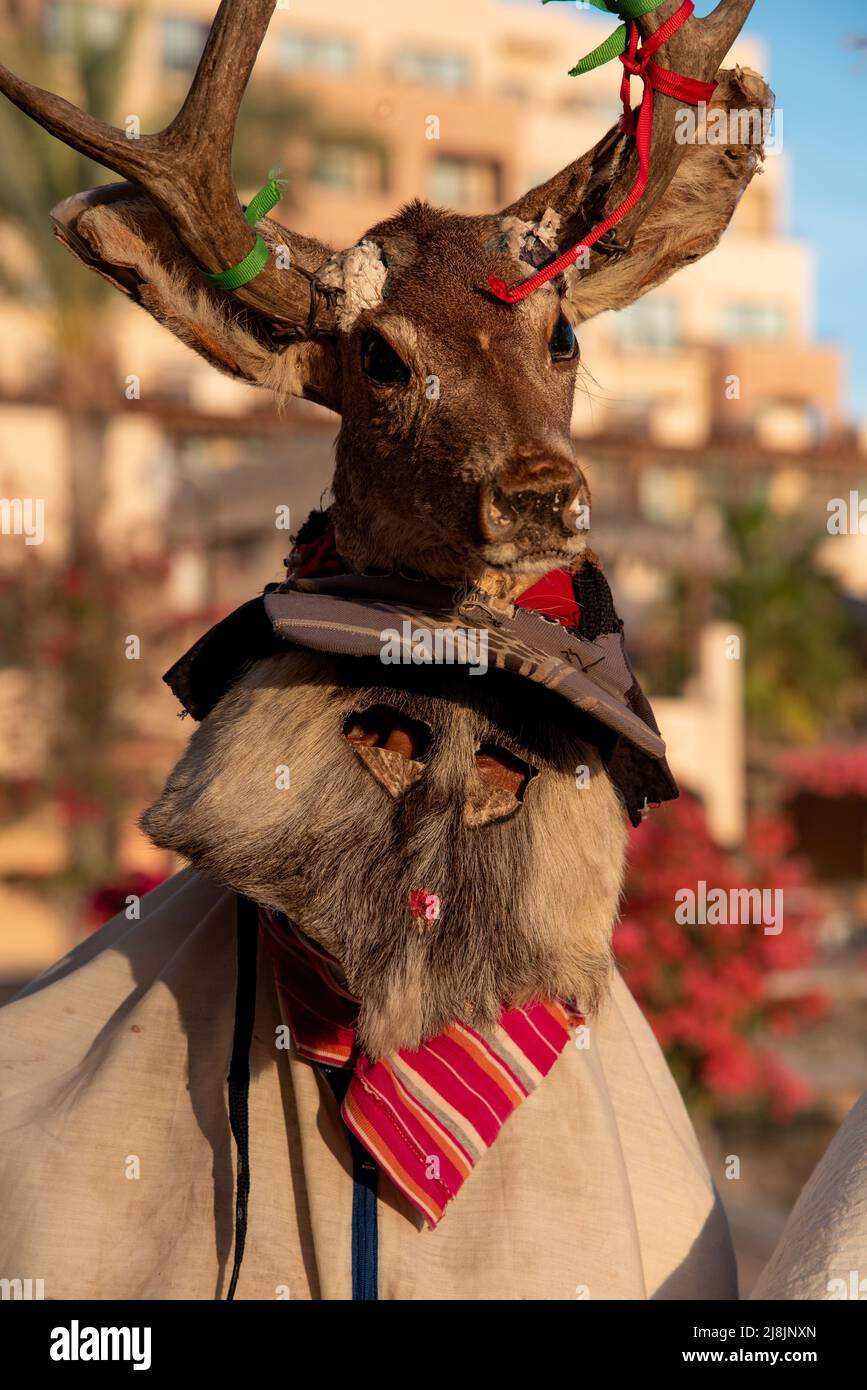A fariseo, dressed for Lent in ceremonial costume, wears a traditional helmet mask topped with the head of a deer, San Carlos, Sonora, Mexico. Stock Photo