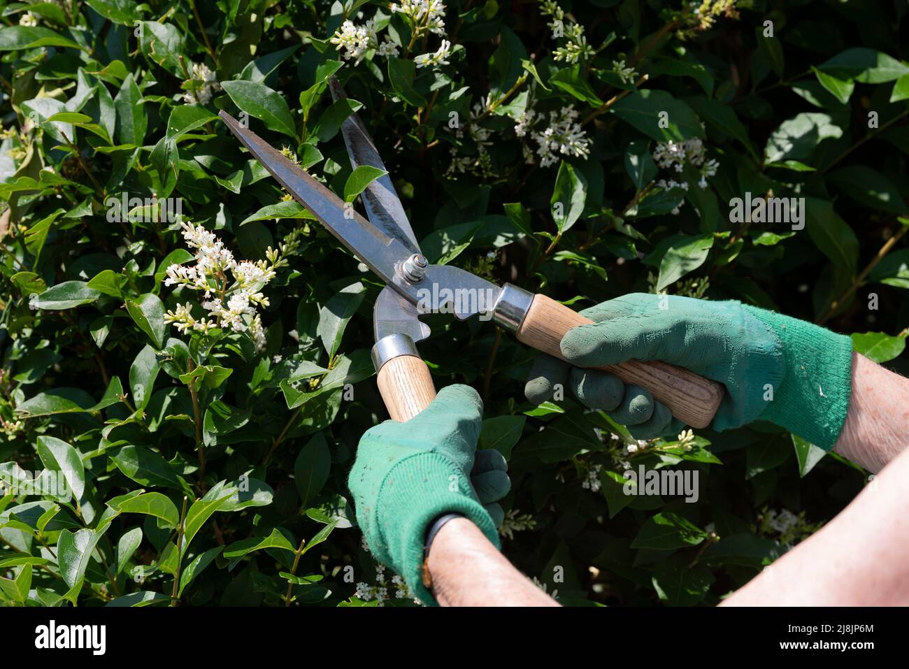 Hedge trimming with shears hi-res stock photography and images - Alamy