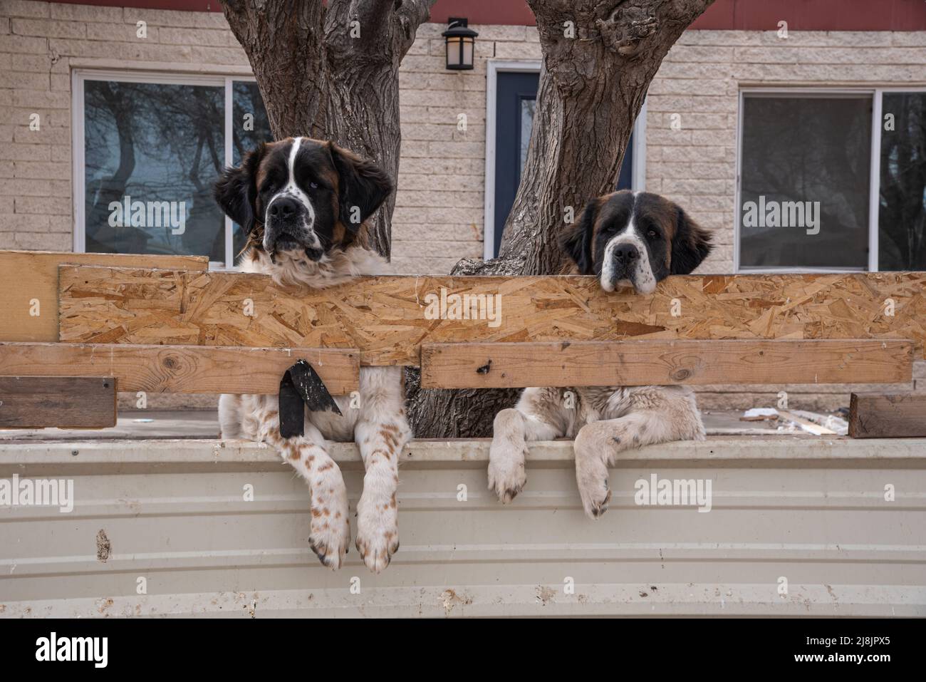 Two large Saint Bernards dogs stand looking over a fence in the yard of