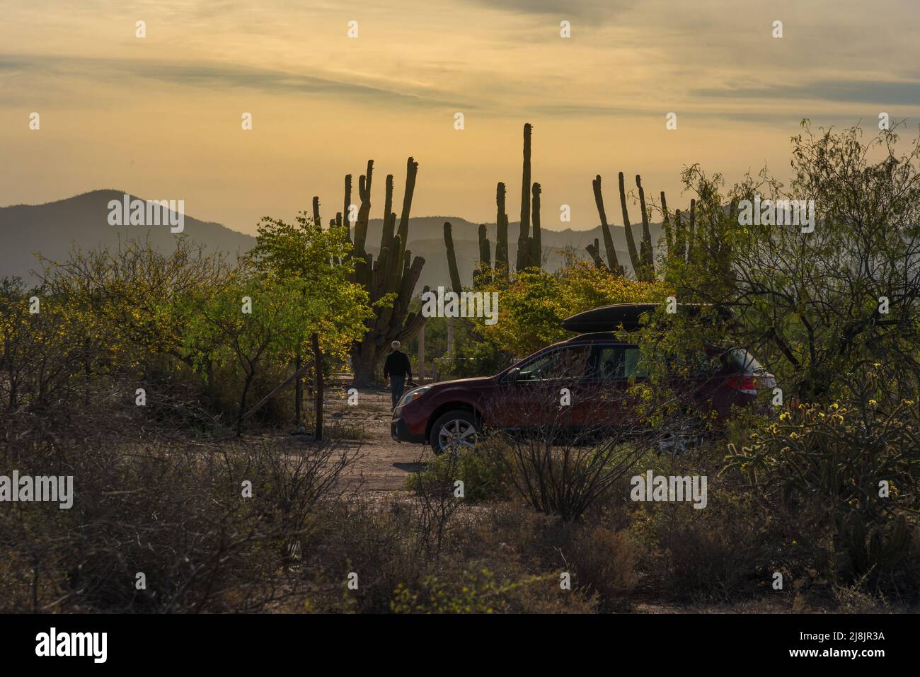 In the early morning light, a man walks away from his car trhough the mesquite trees and cactus in the Sonoran Desert in Northern Mexcico. Stock Photo