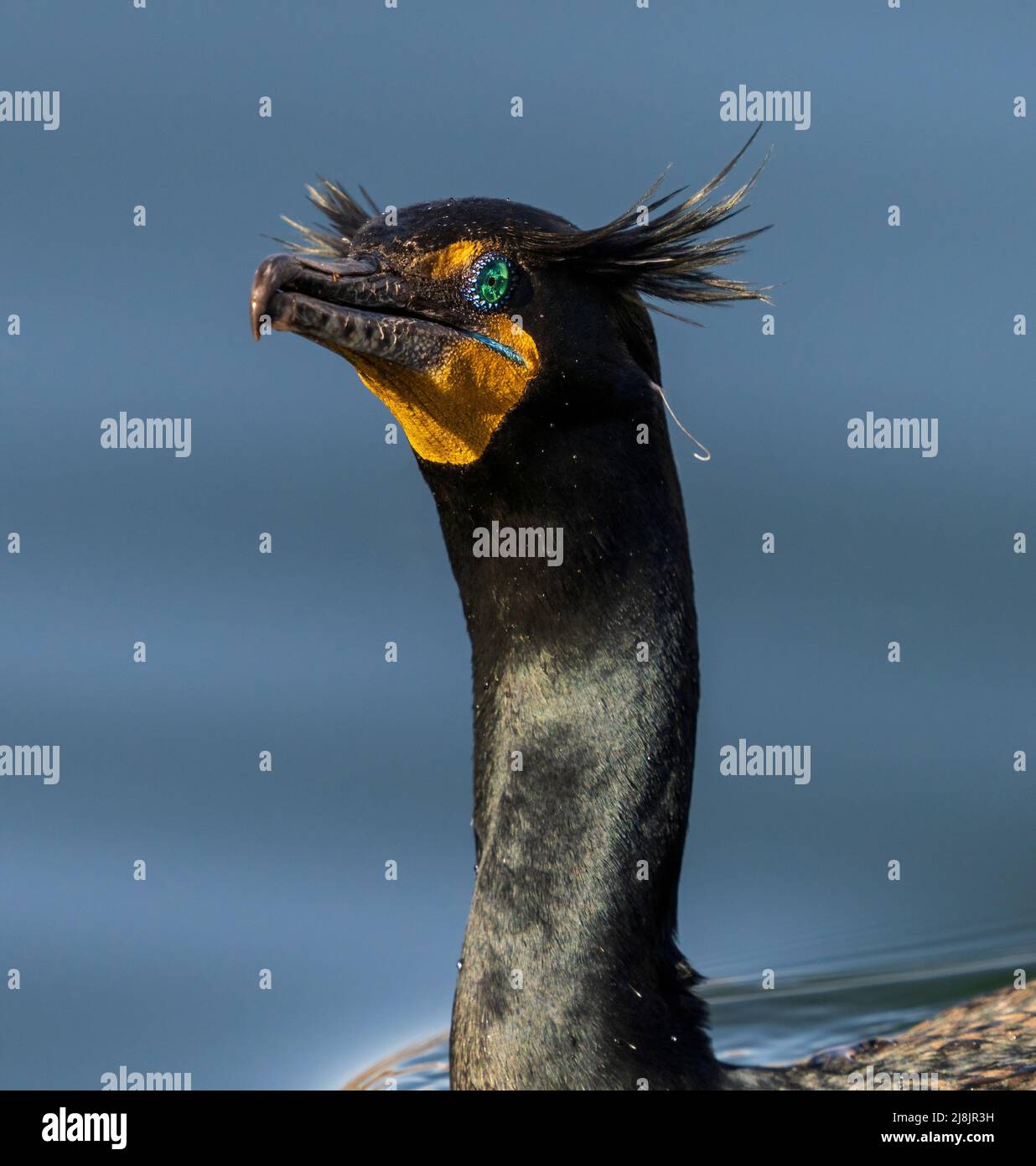 A close up portrait of a Double-crested Cormorant during the breeding season with head tuft feathers and beautifully intricate eye detail. Stock Photo