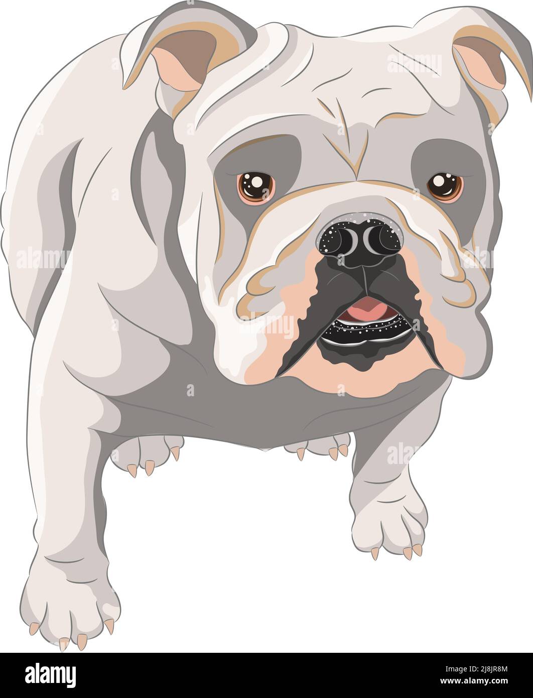 Drawing of a sitting dog breed English Bulldog of white color. Vector illustration Stock Vector Image & Art - Alamy Drawing of a sitting dog breed English Bulldog of white color. Vector illustration Stock Vector Image & Art - Alamy
