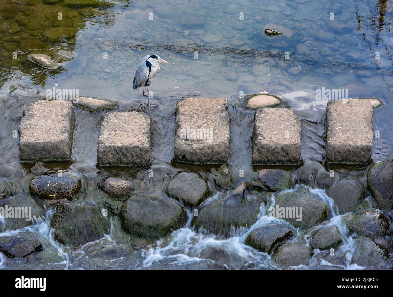Japanese heron bird is resting on a stone path crossing the Nakashima river  below the Ichiran bridge in the Nagasaki city of Kyushu. Stock Photo
